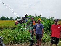 Babinsa Becirongengor Dampingi Panen Padi Poktan Tani Makmur 2 di Wonoayu