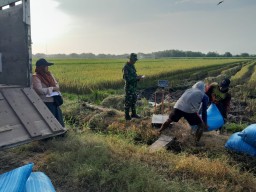 Babinsa Koramil 0816-10/Balongbendo Dampingi Kegiatan SERGAB Bulog di Desa Bogem Pinggir