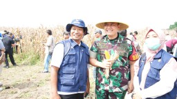 Dandim 0816/Sidoarjo Hadiri Panen Jagung di Desa Bulang untuk Dukung Ketahanan Pangan 2025