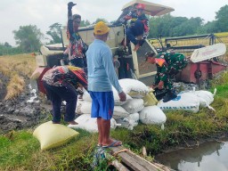 Babinsa Koramil 0816/13 Wonoayu Dampingi Panen Padi Poktan Makmur 2 di Desa Becirongengor