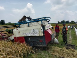 Serma Sukardi Babinsa Medalem Dampingi Petani Panen Padi di Sawah Desa Medalem