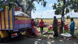 Babinsa Koramil 0816/11 Tarik Dampingi Serapan Gabah Petani, Bentuk Sinergi Nyata untuk Ketahanan Pangan Nasional