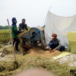 Babinsa Lajuk Dampingi Panen Padi, Wujud Nyata Kepedulian TNI Terhadap Ketahanan Pangan di Porong