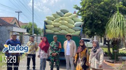 Panen Raya Padi di Sawocangkring, Wujud Nyata Gotong Royong Petani dan Babinsa untuk Ketahanan Pangan