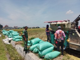 Babinsa 0816/05 Tulangan Dampingi Panen Padi di Desa Kepatihan