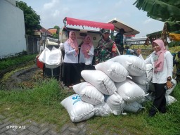 Babinsa Koramil 0816/03 Buduran Dampingi Panen Padi di Sidokepung, 16,5 Ton Gabah Hasilkan Harapan Baru Petani