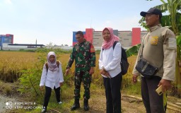 Sinergi Babinsa dan Petani Panen Raya Padi di Lahan 4 Hektare Desa Semambung Berlangsung Sukses