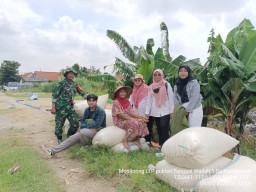 Babinsa Taman Dampingi Panen Padi di Krembangan, 2 Hektare Lahan untuk Serapan Bulog