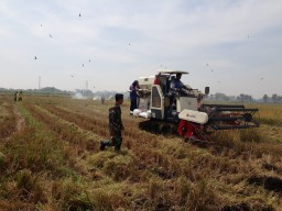 Babinsa Koramil 0816/06 Tanggulangin Bersama Tim Bulog Dampingi Panen Padi Petani Kedensari, 9 Ton Gabah Siap Diserap