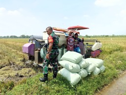 Wujud Nyata Sinergi TNI, Petani, dan Pemerintah, Babinsa Koramil 0816/05 Tulangan Dampingi Panen Raya Padi di Desa Kebaron