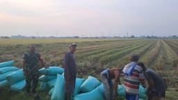 Babinsa Koramil 0816/10 Balongbendo Kawal SERGAB di Desa Watesari, 9,5 Ton Gabah Petani Diserap Bulog