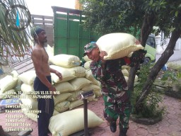 Babinsa Koramil 0816/13 Wonoayu Dampingi Panen di Sawocangkring, 8,9 Ton Gabah Diserap Bulog
