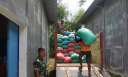 Babinsa Koramil 0816/11 Tarik Dukung Ketahanan Pangan Gerak Cepat Penyerapan Gabah Dari Petani Ke Bulog