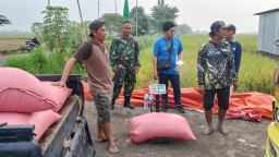 Babinsa Koramil 0816/11 Tarik Kawal Penyerapan Gabah oleh Bulog