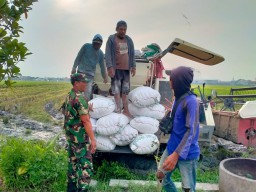 Pelda Slamet Wiyono Babinsa Koramil 0816/01 Sidoarjo sukseskan program ketahanan pangan nasional.