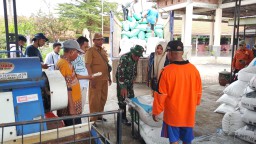 Sinergi TNI dan Petani Demi Ketahanan Pangan, Babinsa Serka Henki Dampingi Panen Padi di Desa Plaosan