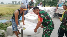 Babinsa Koramil 0816/09 Krian Dampingi Petani Terung Wetan Panen Raya, 9,4 Ton Gabah Diserap Bulog