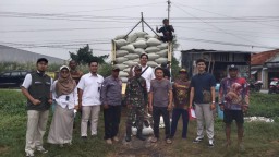 Babinsa Koramil 0816/13 Wonoayu Dampingi Panen Raya di Sawocangkring