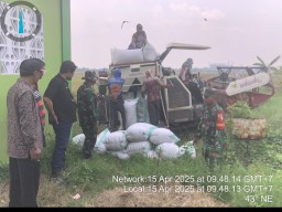 Panen Padi di Sambi Bulu, Kolaborasi Babinsa dan Petani Wujudkan Ketahanan Pangan dan Semangat Gotong Royong