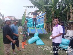 Panen Raya TNI dan Petani di Desa Tebel, Sinergi Nyata untuk Ketahanan Pangan Nasional”