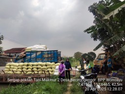 Kehadiran Babinsa di Tengah Panen Petani Becirongengor Tebarkan Semangat dan Harapan