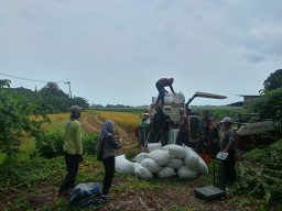 Sentuhan Humanis TNI, Koptu M Rifai Dampingi Petani Sawotratap Raih Berkah Panen Melimpah