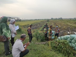 Babinsa Hadir di Tengah Sawah, Petani Tersenyum Lega, Serka Asmari Kawal Panen Padi Karang Tanjung