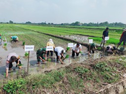 Sentuhan Erat TNI dan Pemerintah di Sawah Gelang, Babinsa Dampingi Petani dalam Tanam Serentak