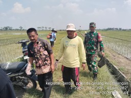 Babinsa Gelang Dampingi Gerakan Pengendalian OPT dan Penyerahan Bantuan Pertanian oleh DPRD Sidoarjo