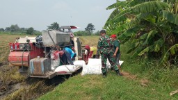 Babinsa Koramil 0816/13 Wonoayu Dampingi Petani Dusun Pendem Panen Padi, 18,8 Ton Gabah Diserap Bulog