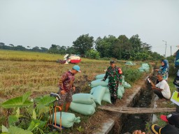 Babinsa Candi Dampingi Panen Raya di Karang Tanjung, Wujud Nyata Sinergi TNI dan Petani dalam Mendukung Ketahanan Pangan