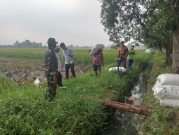 Babinsa Tanggul Dampingi Panen Padi di Lahan 16 Hektar, Perkuat Sinergi TNI dan Petani Wujudkan Ketahanan Pangan