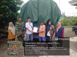 Babinsa Wonoayu Dampingi Petani Becirongengor Sukseskan Panen Raya, Bulog Siap Serap Hasil Panen