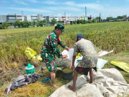 Sentuhan Humanis Babinsa Gedangan, Dampingi Petani Karangbong Wujudkan Panen Berkah
