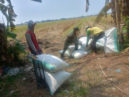 Babinsa Gedangan Dampingi Petani Raih Berkah Panen, Bukti Kedekatan TNI dengan Rakyat