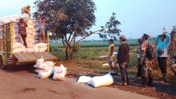 Dari Ladang untuk Negeri, Babinsa Plaosan Kawal Panen, Bulog Jamin Kesejahteraan Petani