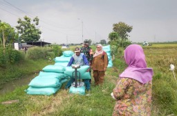 Sinergi TNI dan Petani Prambon Hasilkan Panen Raya 17 Ton Gabah, Bulog Siap Serap untuk Ketahanan Pangan