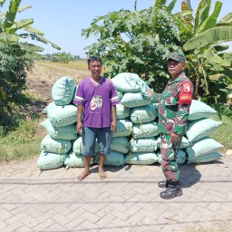 Sinergi Solid TNI, Pemdes, dan Petani Sambi Bulu Hasilkan Panen Raya 9,4 Ton Gabah Berkualitas, Jaminan Ketahanan Pangan Sidoarjo
