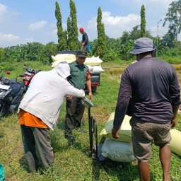 Sinergi Erat TNI dan Petani Bersemi di Kedungcangkring, Babinsa Dampingi Sukses Panen Raya Padi