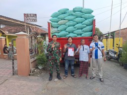 Babinsa Desa Lambangan Dampingi Panen Padi 8 Hektare Bersama Poktan Tri Tunggal, Bulog Siap Serap Gabah Petani