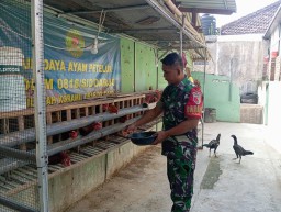 Babinsa Koramil Candi Aktif Pantau Budidaya Ayam Petelur, Wujudkan Ketahanan Pangan Skala Kecil