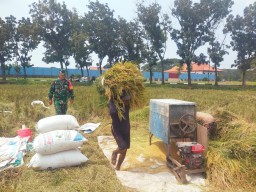 Babinsa Gedangan Rangkul Petani Saat Panen Raya, Kolaborasi Perkuat Lumbung Pangan Desa