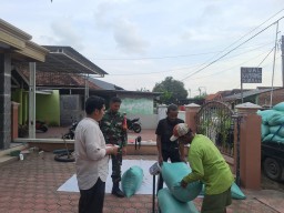 Sinergi Kuat di Desa Lambangan: Babinsa Dampingi Langsung Panen Raya dan Serap Gabah Petani Bersama Bulog dan PPL