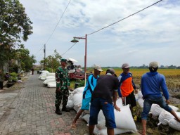 Anggota Koramil 0816-15/Sukodono Dampingi Serapan Gabah 12 Ton oleh Bulog