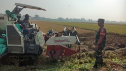 Babinsa Dukuhsari Bersama PPL Dampingi Panen Raya, Wujud Nyata Sinergi TNI dan Petani dalam Mewujudkan Ketahanan Pangan