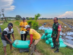 Babinsa Koramil 0816/01 Sidoarjo Sergap bersama kelompok tani desa Lebo Sidoarjo.