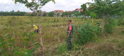 Babinsa Koramil 0816/14 Taman Dampingi Petani Jelang Panen, Perkuat Ketahanan Pangan di Sidoarjo