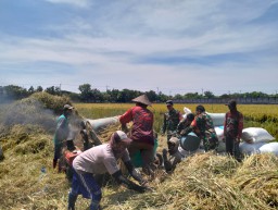 Babinsa Koramil 0816/03 Buduran Dampingi Petani Panen Padi, TNI Tegaskan Komitmen Dukung Ketahanan Pangan