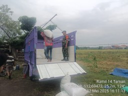 Babinsa Koramil 0816/14 Taman Turun ke Sawah Dampingi Panen Padi, Bukti Nyata Peran TNI dalam Mendukung Ketahanan Pangan