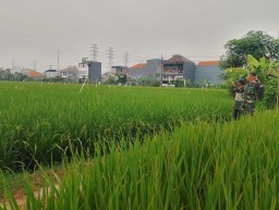 Turun ke Sawah, Babinsa Koramil 0816/14 Taman Bantu Petani Sidodadi Amankan Padi dari Hama Burung